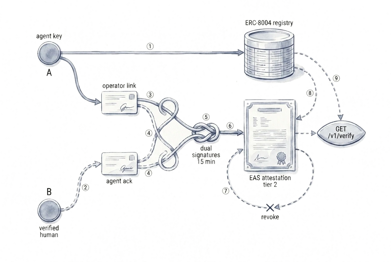 Flow diagram in ink: agent registration and human verification tracks intertwine into dual signatures, producing a revocable EAS attestation checked by a one-call verify.